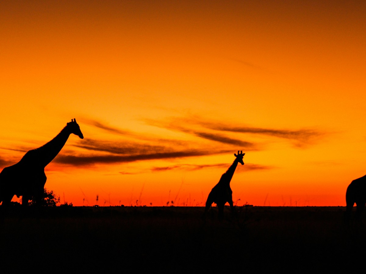 De chacales y jirafas: La comunicación no violenta en el ámbito corporativo